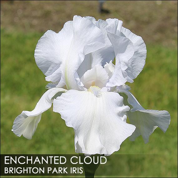 Photo of Tall Bearded Iris (Iris 'Enchanted Cloud') uploaded by BrightonPark
