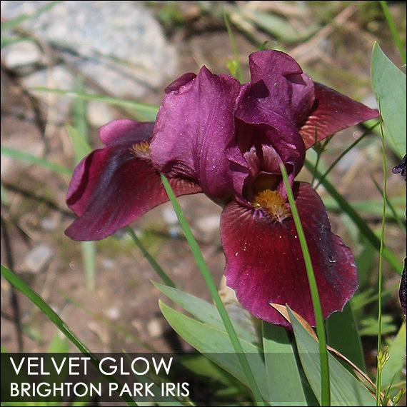 Photo of Intermediate Bearded Iris (Iris 'Velvet Glow') uploaded by BrightonPark