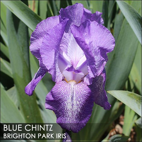 Photo of Tall Bearded Iris (Iris 'Blue Chintz') uploaded by BrightonPark