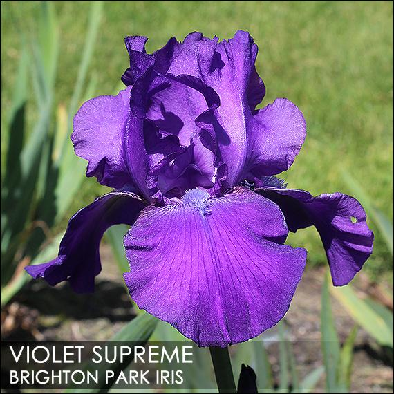 Photo of Tall Bearded Iris (Iris 'Violet Supreme') uploaded by BrightonPark