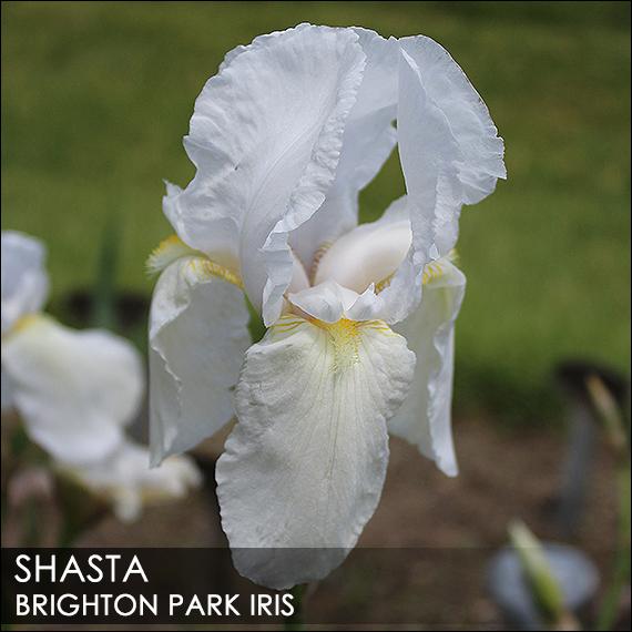 Photo of Tall Bearded Iris (Iris 'Shasta') uploaded by BrightonPark