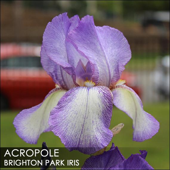Photo of Tall Bearded Iris (Iris 'Acropole') uploaded by BrightonPark