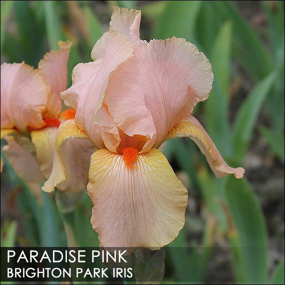 Photo of Tall Bearded Iris (Iris 'Paradise Pink') uploaded by BrightonPark
