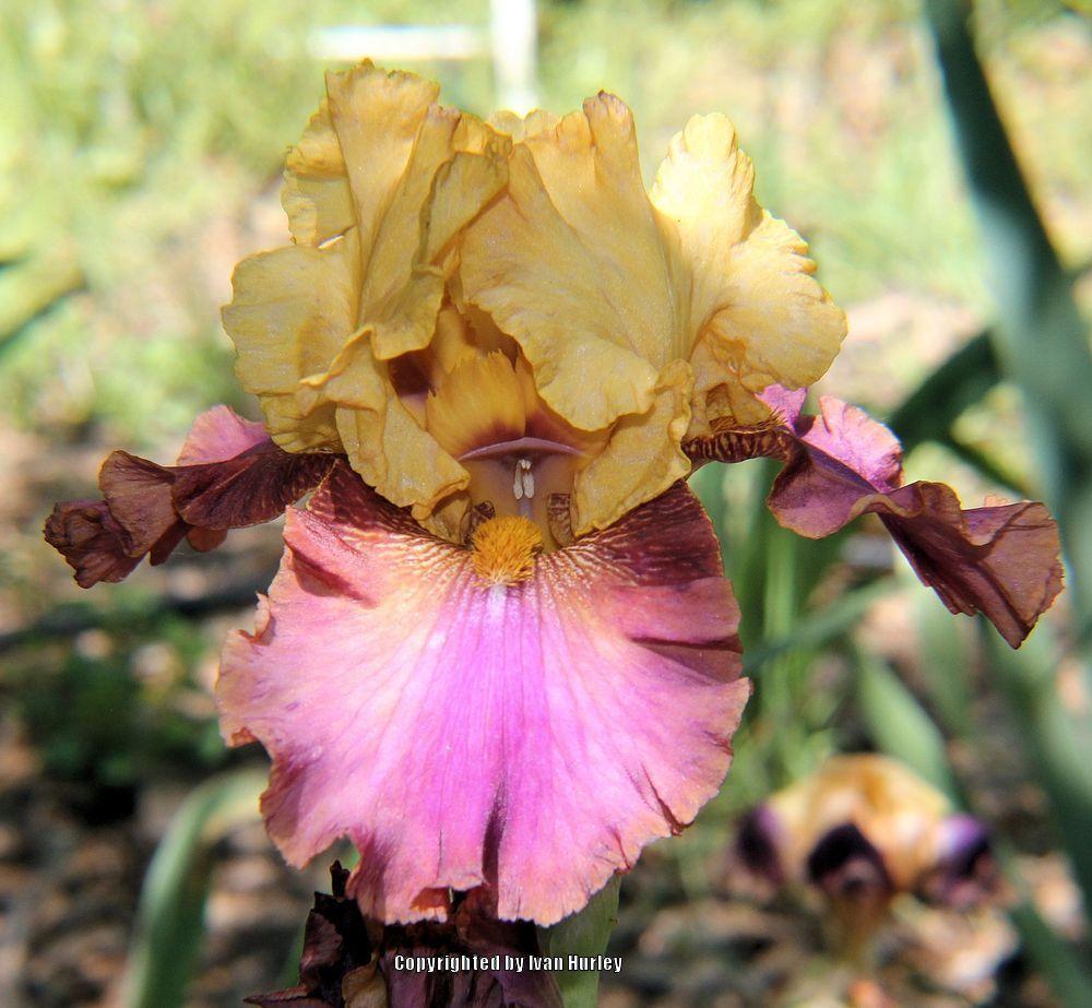 Photo of Tall Bearded Iris (Iris 'Class Clown') uploaded by Ivan_N_Tx
