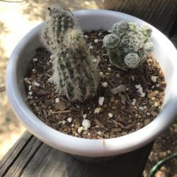 Location: CA
Date: 4/10/2020
Very young Sneed’s Spinystar cactus on the right