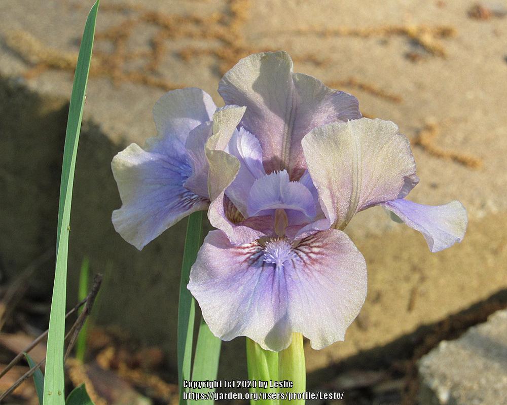 Photo of Standard Dwarf Bearded Iris (Iris 'Inner Space') uploaded by Lestv