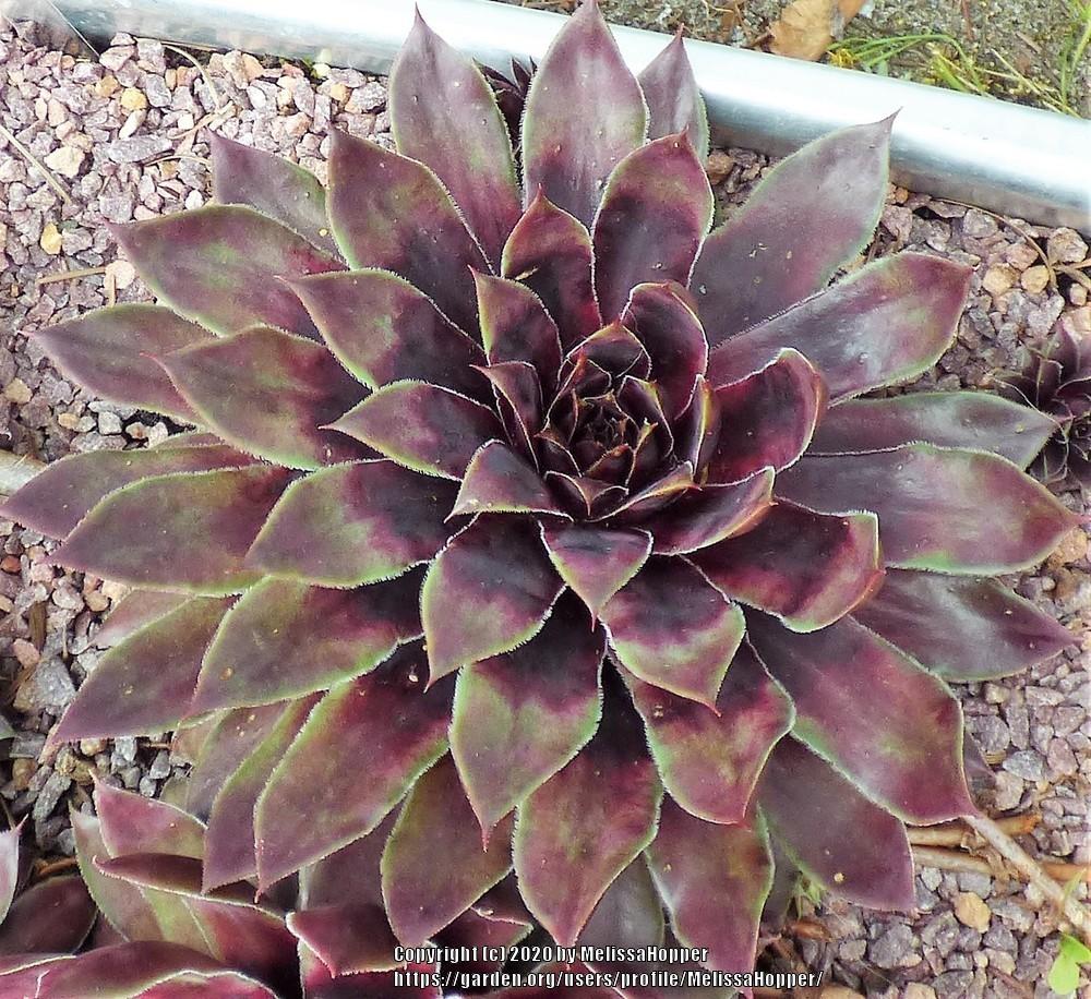 Photo of Hen and Chicks (Sempervivum 'Heart of Darkness') uploaded by MelissaHopper