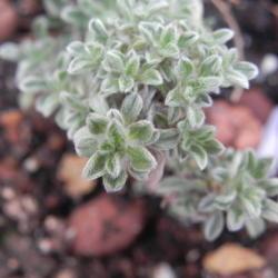 Location: My rock garden in St Louis
Date: 2020-04-02
Tiny furry foliage