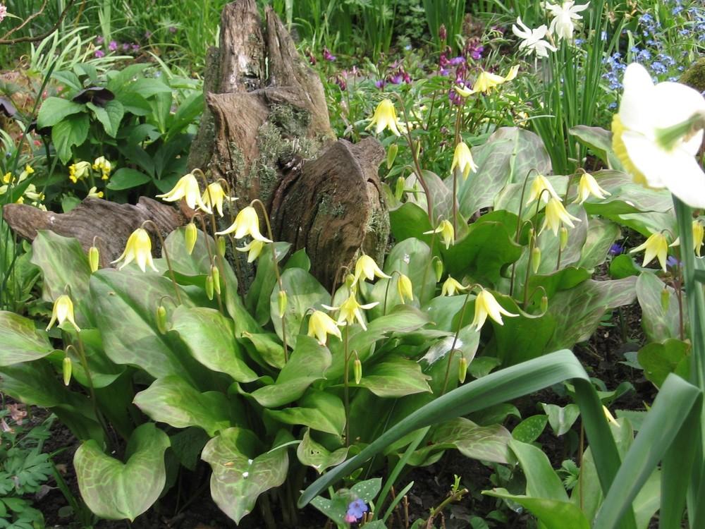 Photo of Trout Lily (Erythronium 'Pagoda') uploaded by Yorkshirelass