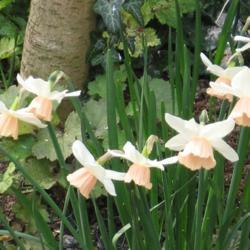 Location: My North Yorkshire Garden
Date: 2020-04-10
Trumpets now changed to peach from yellow.