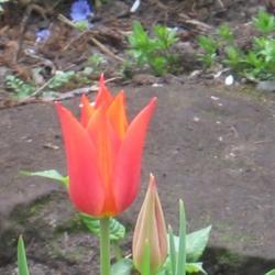 Location: My North Yorkshire Garden
Date: 2020-04-10
Thought I'd lost this to tulip virus 2 years ago, suddenly appear