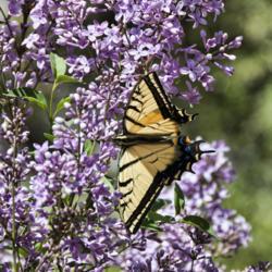 Location: Central Arizona
Date: 2008-04-05
A swallowtail butterfly on the lilacs at the trailhead., Vee-Bar-