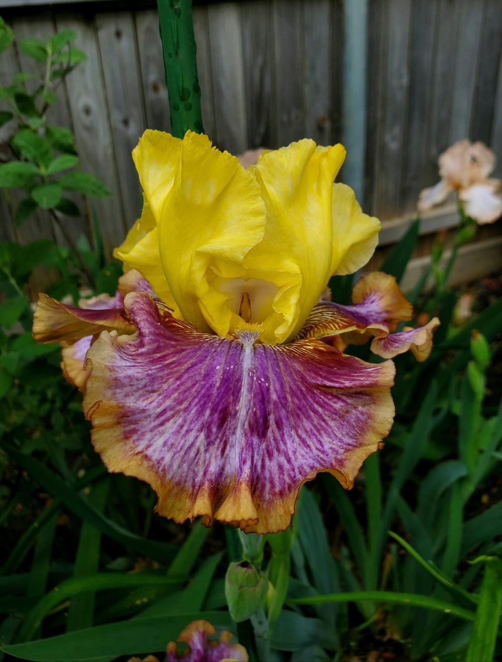 Photo of Tall Bearded Iris (Iris 'Bold Pattern') uploaded by javaMom