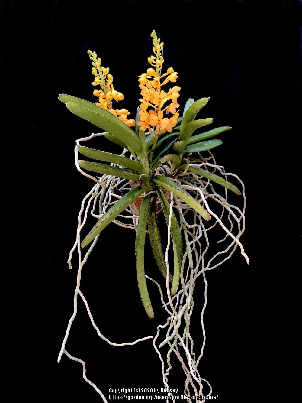 Photo of Orchid (Vanda garayi) uploaded by sugarcane