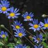 Cheery little blue daisies bloom non-stop and the low well behave