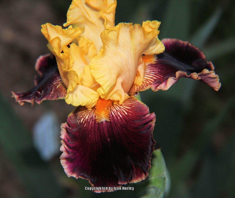 Photo of Tall Bearded Iris (Iris 'Mexican Holiday') uploaded by Ivan_N_Tx