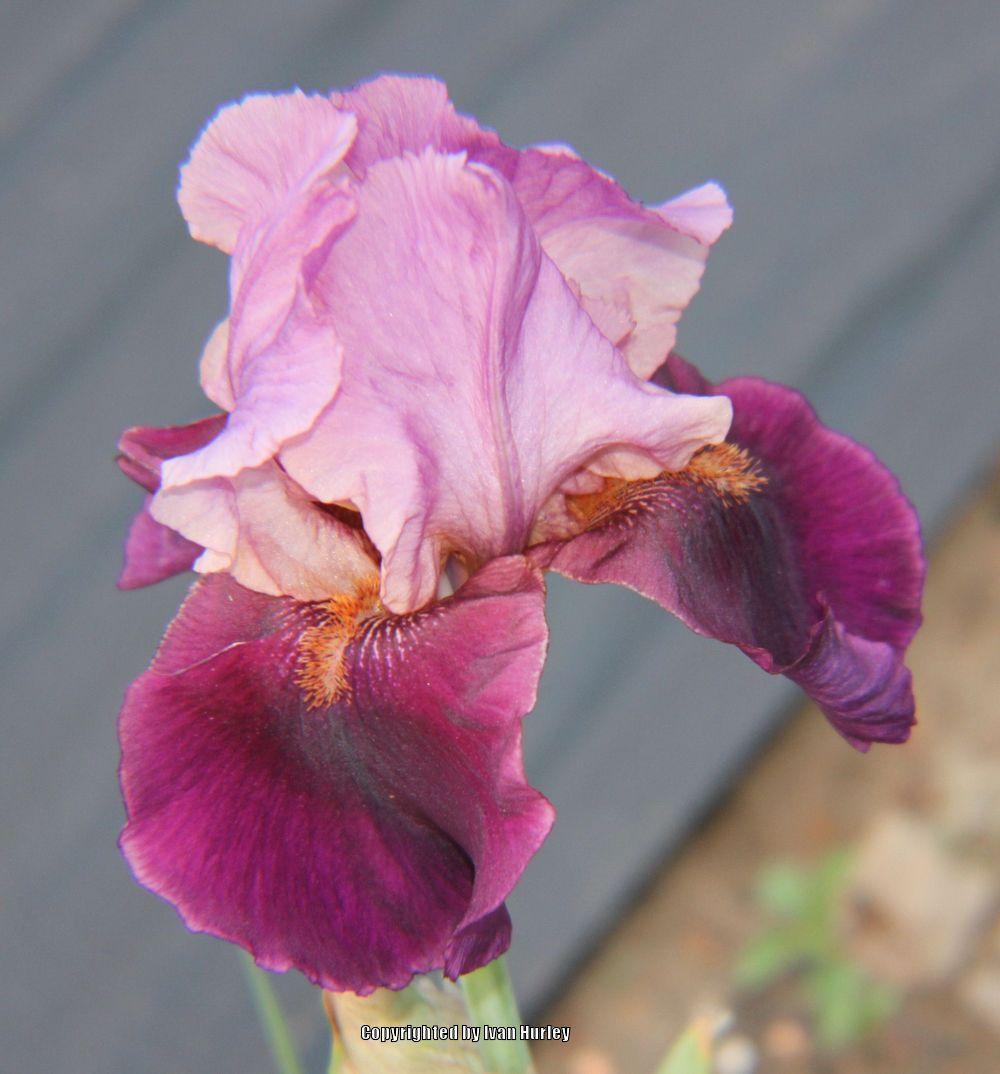 Photo of Tall Bearded Iris (Iris 'Camelot Rose') uploaded by Ivan_N_Tx