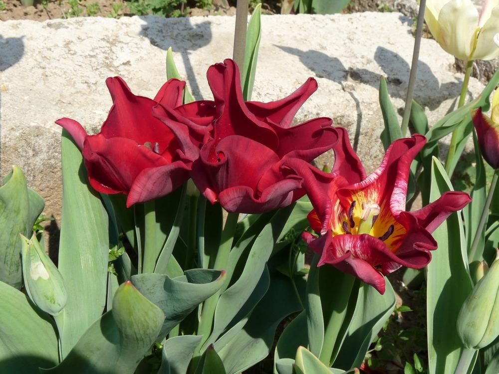 Photo of Tulip (Tulipa 'Red Dress') uploaded by Nevita