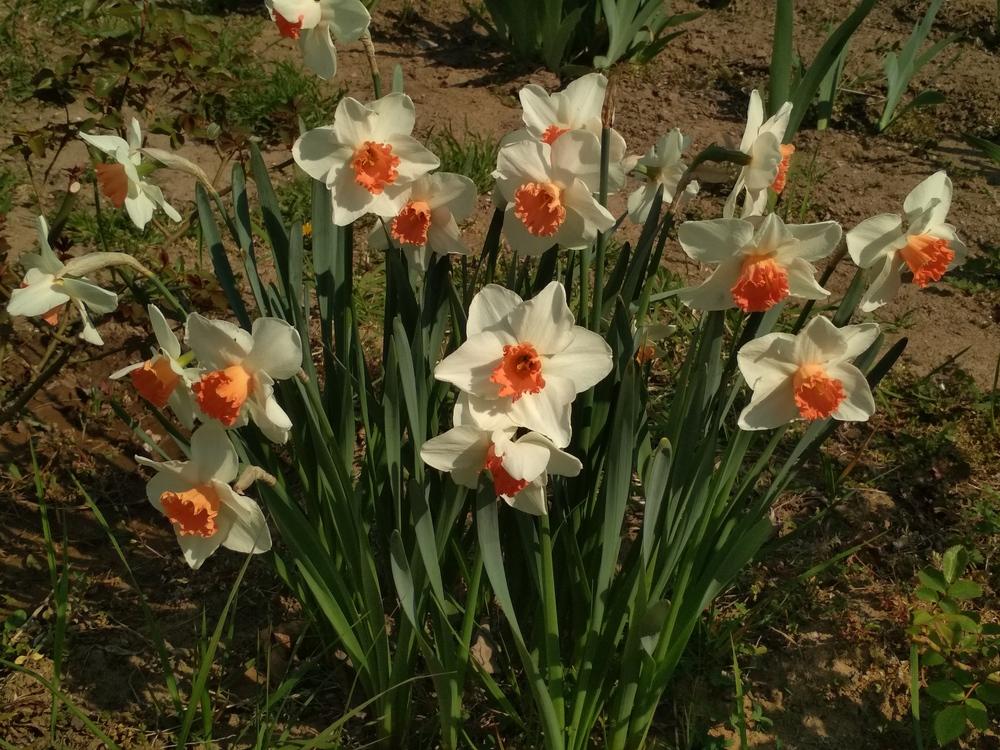 Photo of Large Cupped Daffodil (Narcissus 'Cool Flame') uploaded by Nevita
