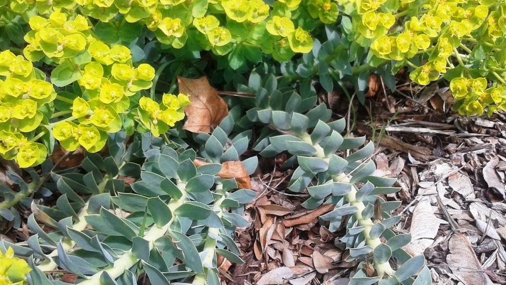 Photo of Euphorbia (Euphorbia myrsinites subsp. myrsinites) uploaded by SylviaUT