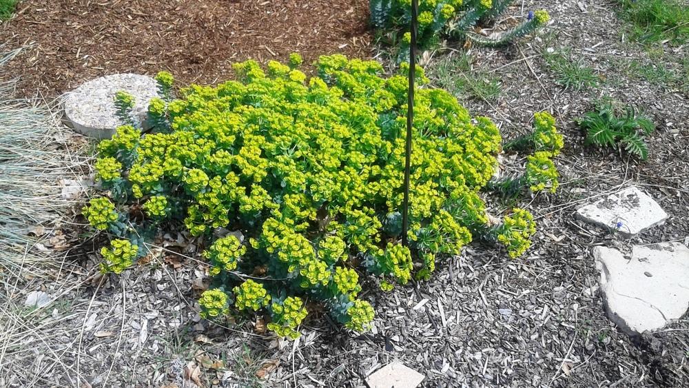 Photo of Euphorbia (Euphorbia myrsinites subsp. myrsinites) uploaded by SylviaUT