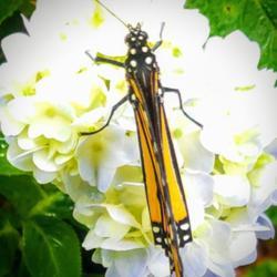 Location: Thomasville, GA USA
Date: 2019-06-09
Looking down on a #Monarch enjoying the hydrangea's nectar