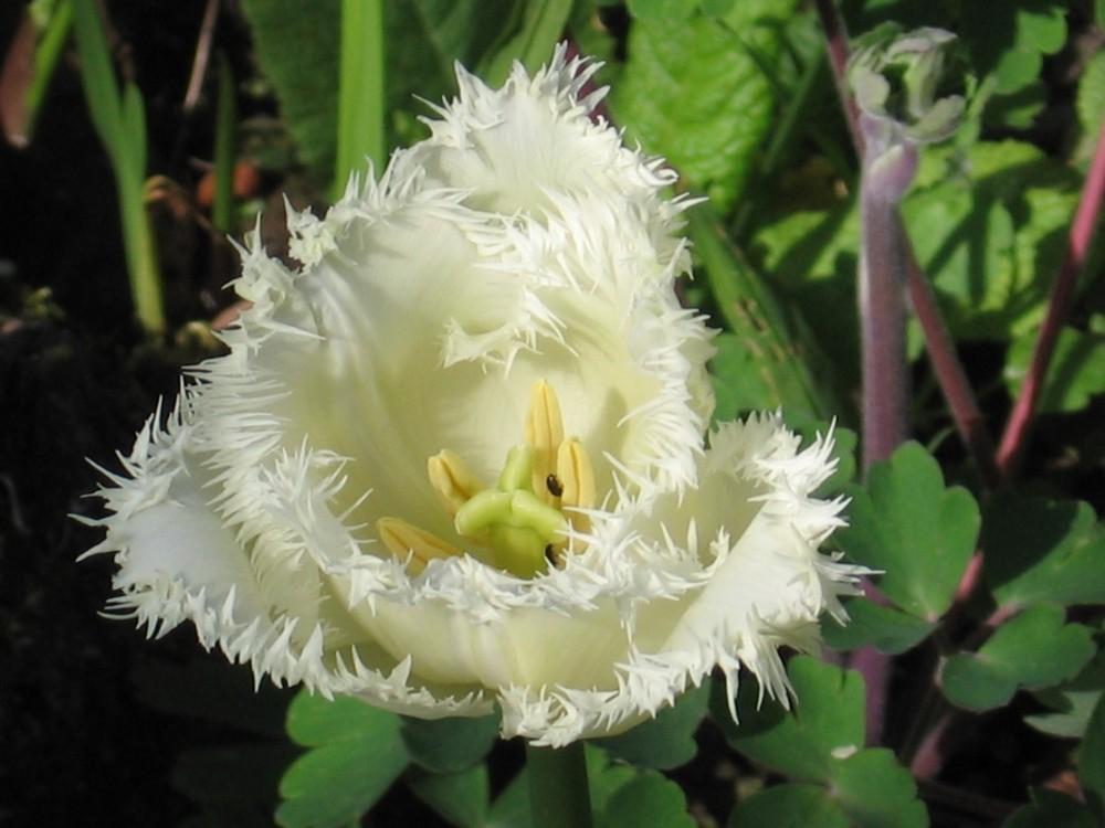 Photo of Fringed Tulip (Tulipa 'Honeymoon') uploaded by Yorkshirelass