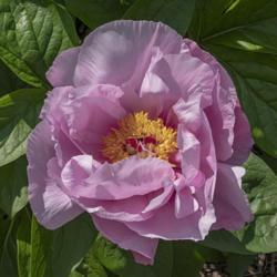 Location: Peony Garden at Nichols Arboretum, Ann Arbor, Michigan
Date: 2019-05-28
Whether the blooms of 'May Lilac' look pink or lilac depends on l