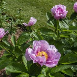 Location: Peony Garden at Nichols Arboretum, Ann Arbor, Michigan
Date: 2019-05-29
Note the large broad dark green leaves, characteristic for this c