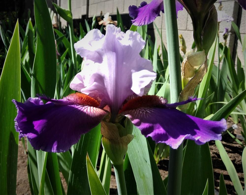 Photo of Tall Bearded Iris (Iris 'Elvis Dreamer') uploaded by cocoajuno