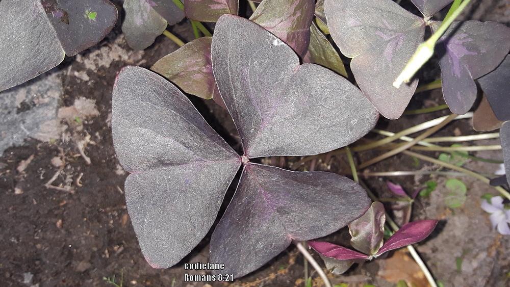 Photo of Purple Shamrock (Oxalis triangularis) uploaded by codielane