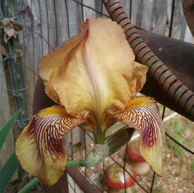 Photo of Tall Bearded Iris (Iris 'Honey Chile') uploaded by grannysgarden