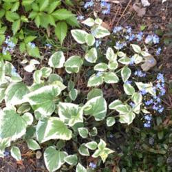 Location: WAUKESHA, Wisconsin
Date: 2017-05-06
What is this - small plant with heart shaped variegated leaves an