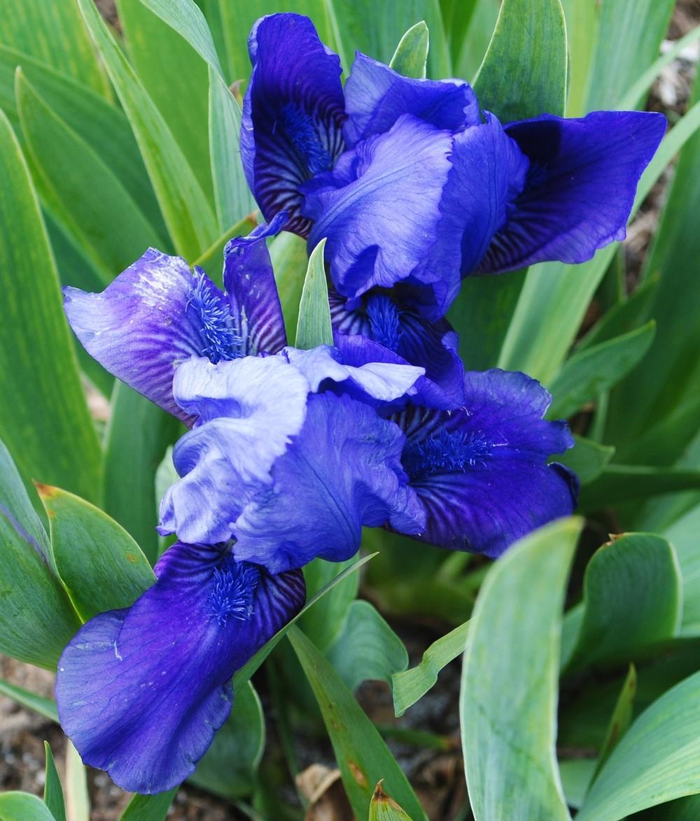 Photo of Standard Dwarf Bearded Iris (Iris 'Smell the Roses') uploaded by Hybridizer