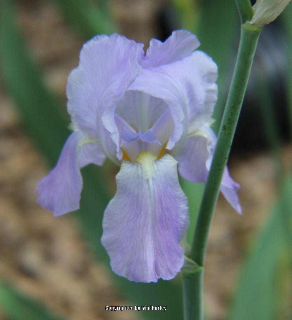 Photo of Species Iris (Iris pallida) uploaded by Ivan_N_Tx