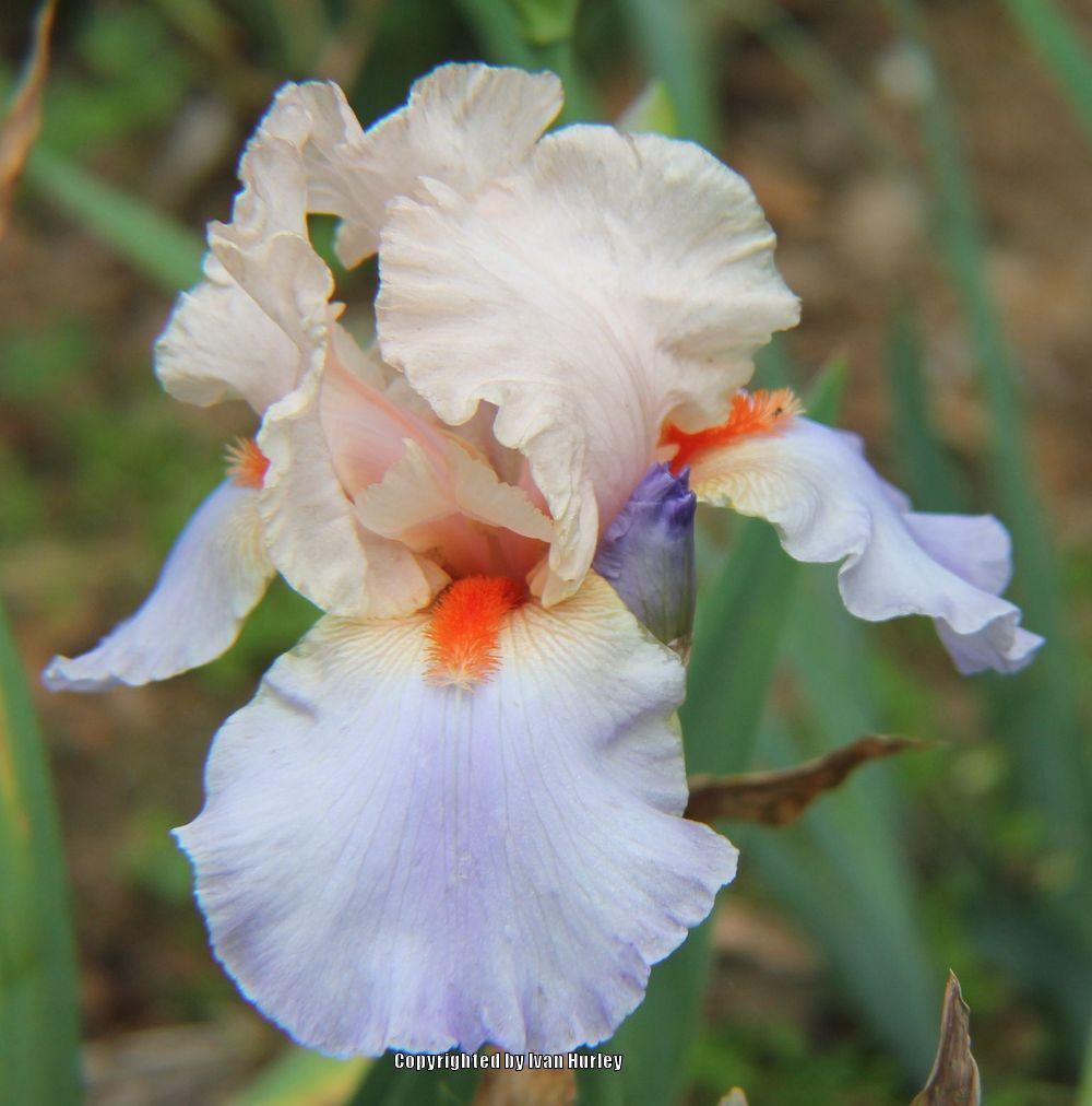 Photo of Tall Bearded Iris (Iris 'French Cancan') uploaded by Ivan_N_Tx