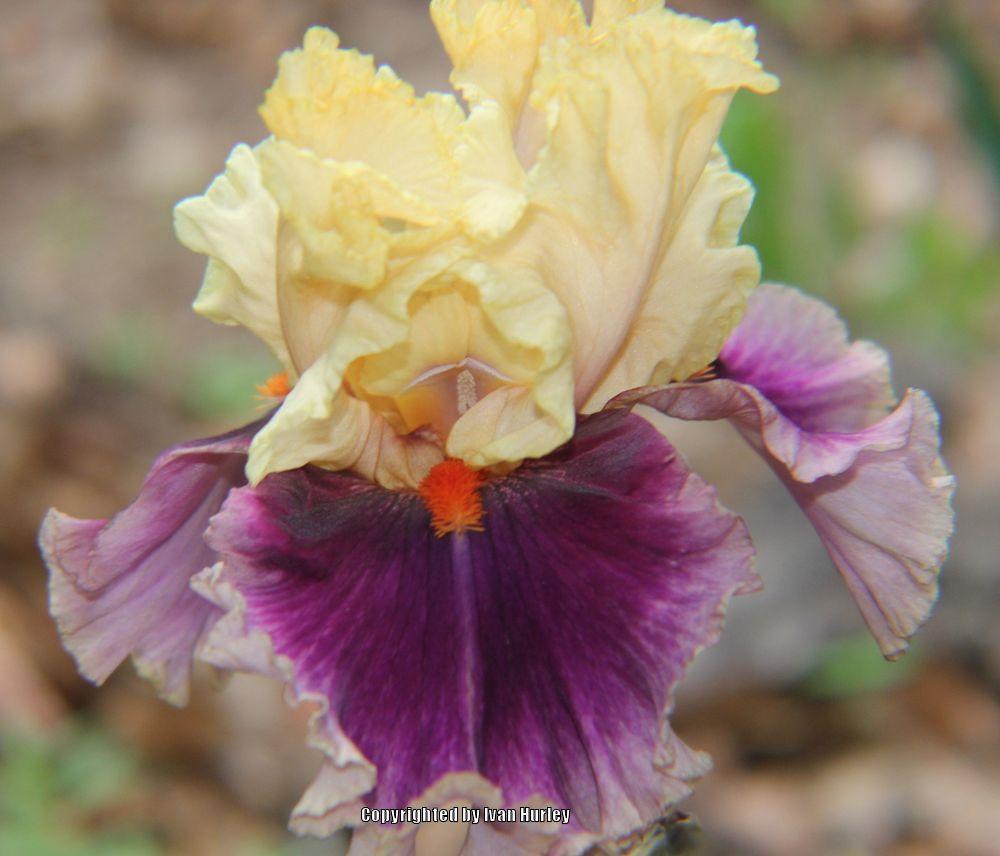 Photo of Tall Bearded Iris (Iris 'Hollywood Lights') uploaded by Ivan_N_Tx