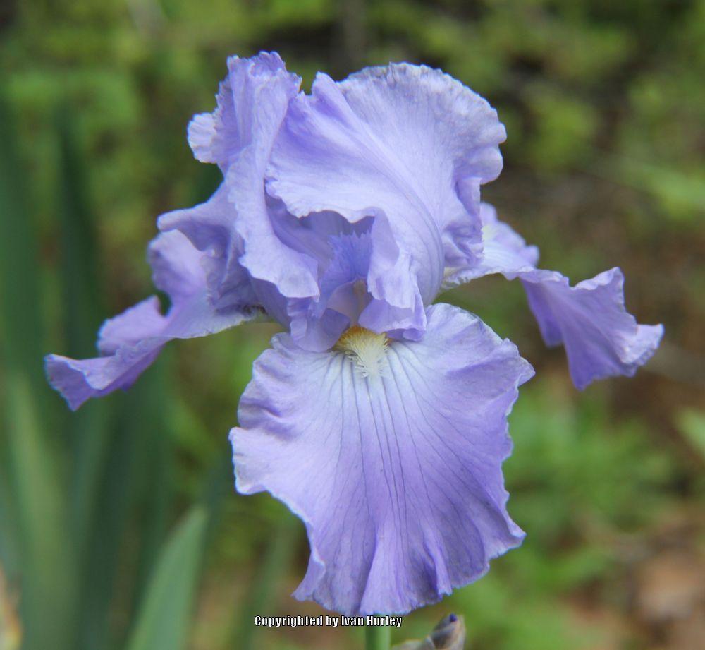 Photo of Tall Bearded Iris (Iris 'Full Tide') uploaded by Ivan_N_Tx
