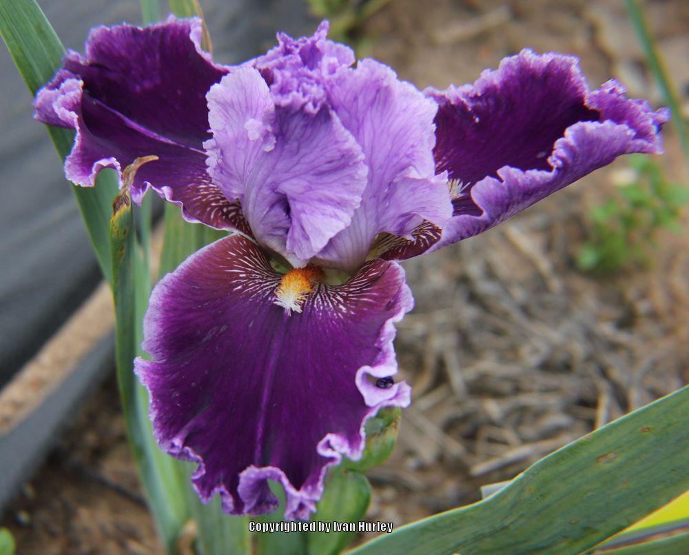 Photo of Tall Bearded Iris (Iris 'About Town') uploaded by Ivan_N_Tx