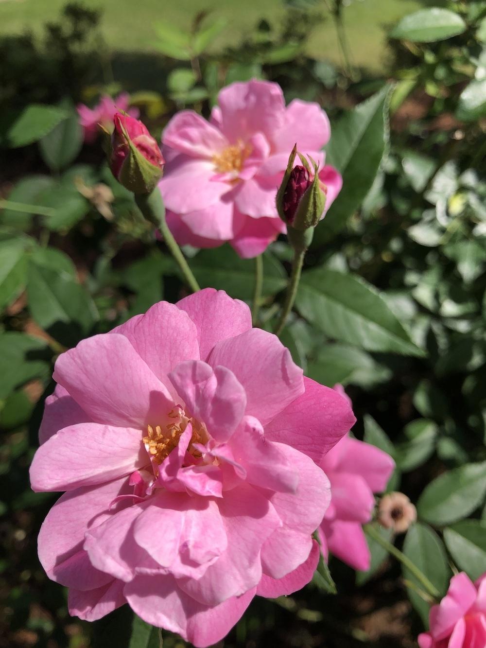 Photo of Rose (Rosa 'Old Blush') uploaded by Sandybaham