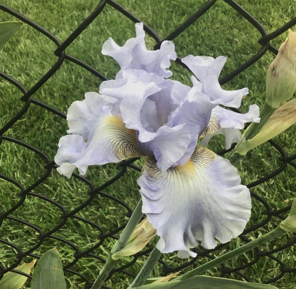 Photo of Tall Bearded Iris (Iris 'In Your Face') uploaded by floota