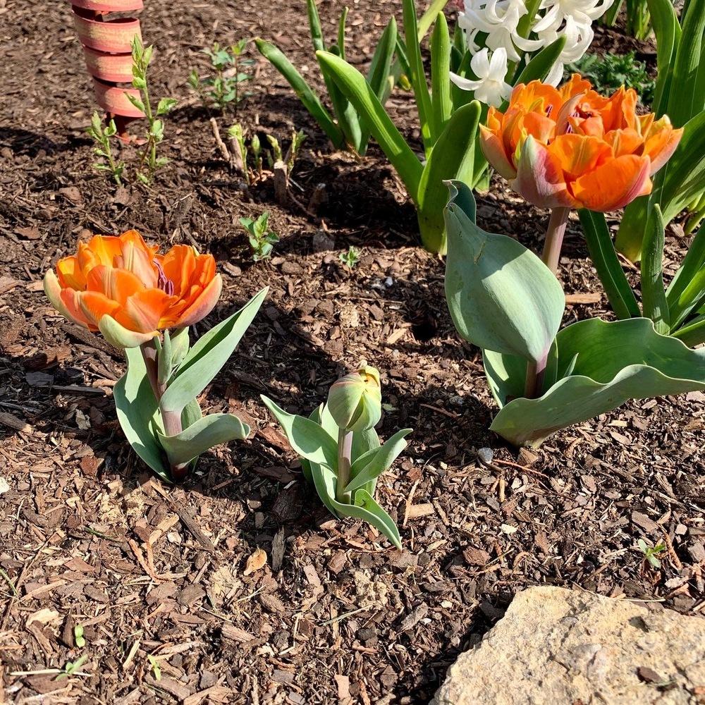 Photo of Double Early Tulip (Tulipa 'Orca') uploaded by flowerchild75