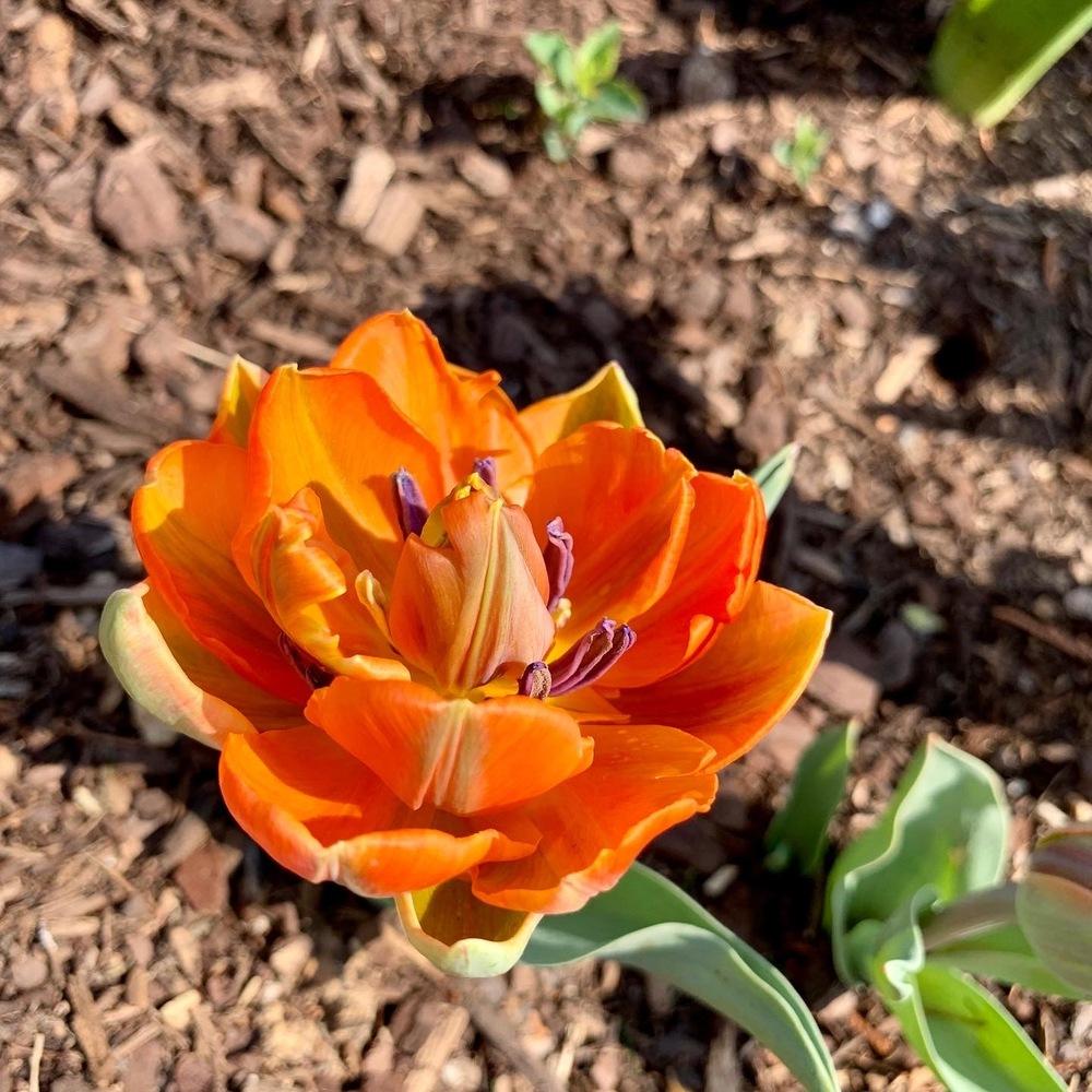 Photo of Double Early Tulip (Tulipa 'Orca') uploaded by flowerchild75