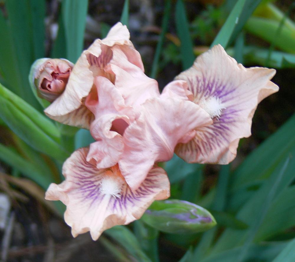 Photo of Standard Dwarf Bearded Iris (Iris 'Jewels') uploaded by janwax
