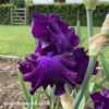 A striking ruffled bloom in strong purple with blue beards.