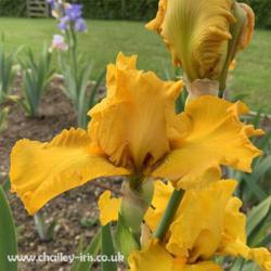 Location: Sussex, UK
Date: late May 2019
A delightful, rich golden iris - with good scent.