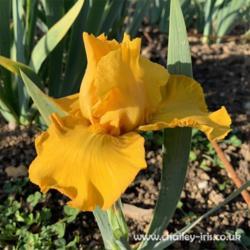 Location: Sussex, UK
Date: late May 2019
Rich golden, ruffled vigorous blooms