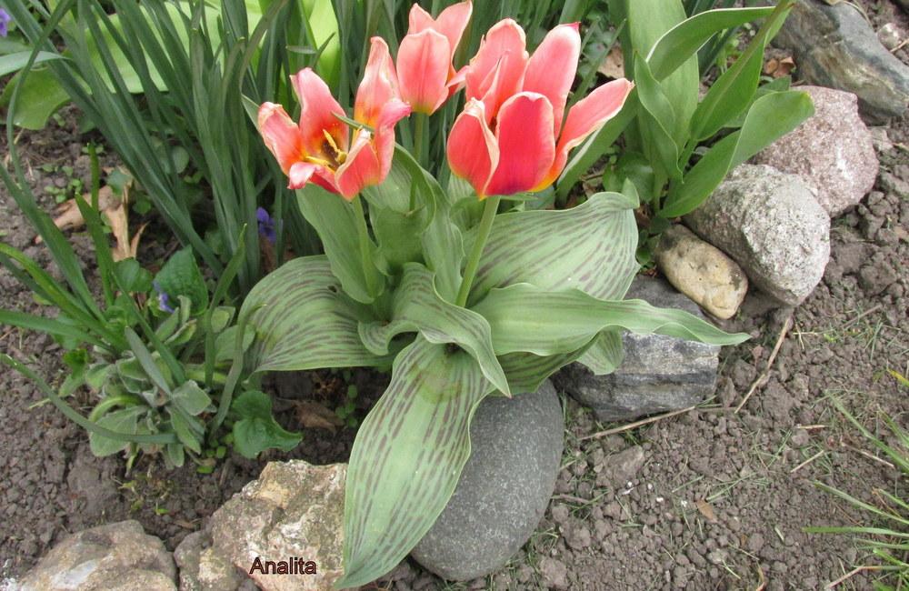 Photo of Fosteriana Tulip (Tulipa 'Analita') uploaded by jmorth