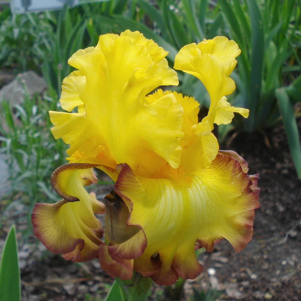 Photo of Tall Bearded Iris (Iris 'Rim of Fire') uploaded by lovemyhouse