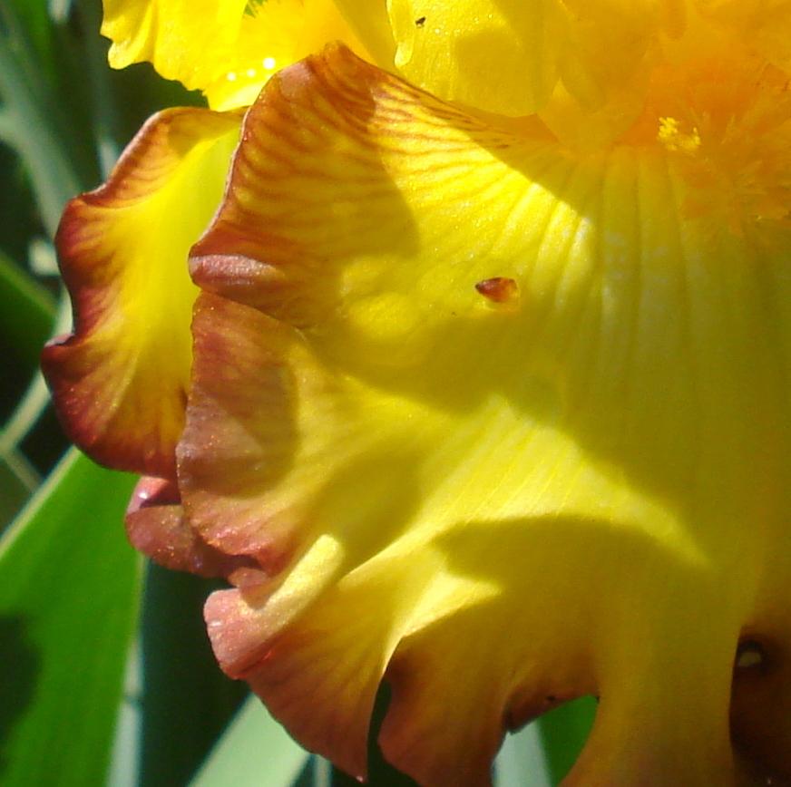 Photo of Tall Bearded Iris (Iris 'Rim of Fire') uploaded by lovemyhouse